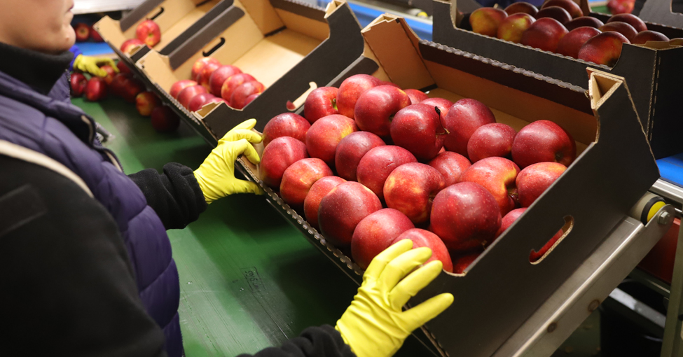 Jakość jabłek eksport