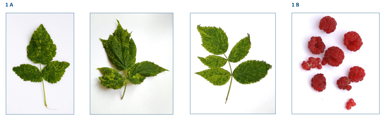 Charakterystyka izolatów wirusa pstrości liści maliny 