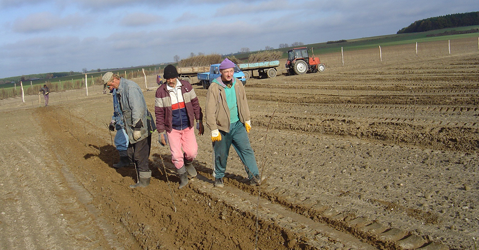 Nowe odmiany - drzewka owocowe - Sadownicy na Ukrainie