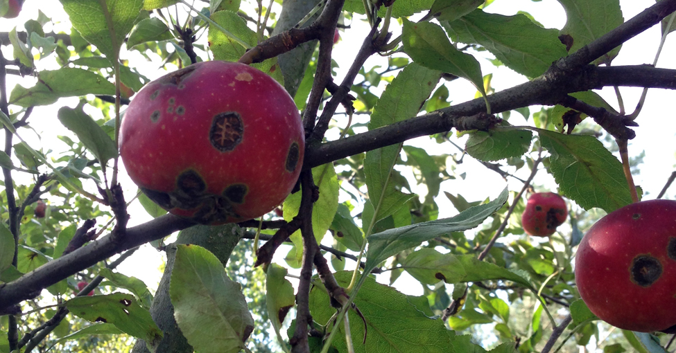 parch jabłoni - Venturia inaequalis, Venturia asperata