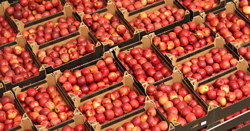 Ceny jabłek deserowych - popyt na jabłka