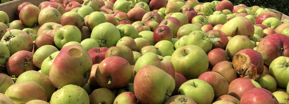 Ceny jabłek z przerywki 2021