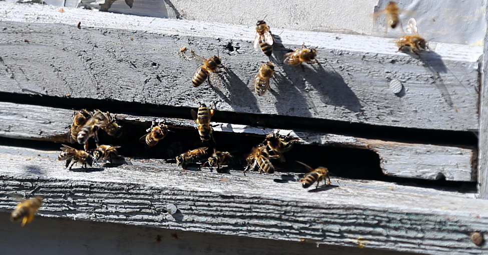 Pszczoły w pasiece