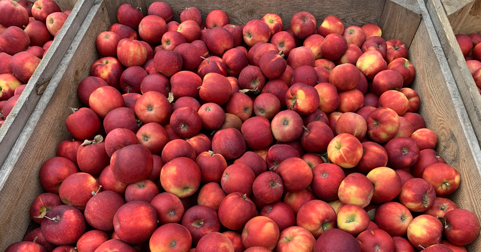 Red Jonaprince - jabłka - sadownictwo