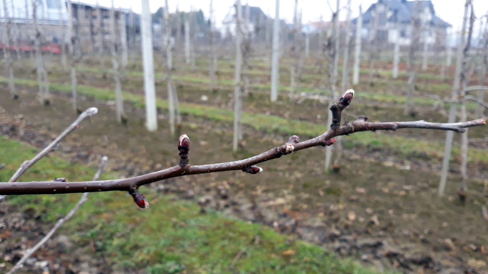 Red Jonaprince - pąki / okolice Nowego Sącza 30.03.2021