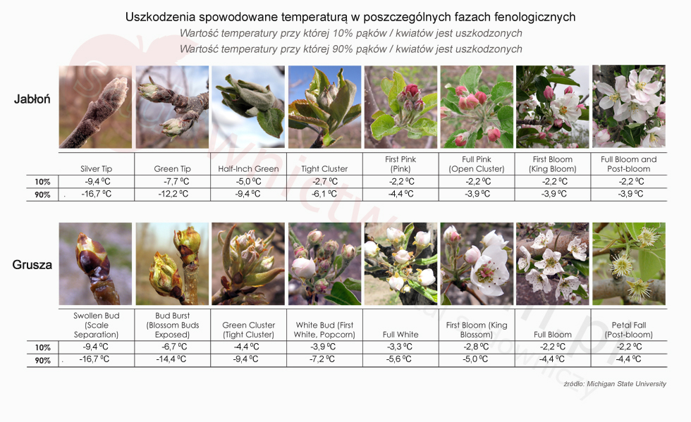 Jabłoń, Grusza: Sprawdź uszkodzenia pąków i kwiatów - przymrozki wiosenne 