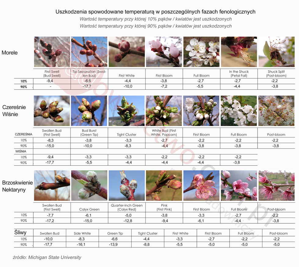 Uszkodzenia przymrozkowe - przymrozki temperatury