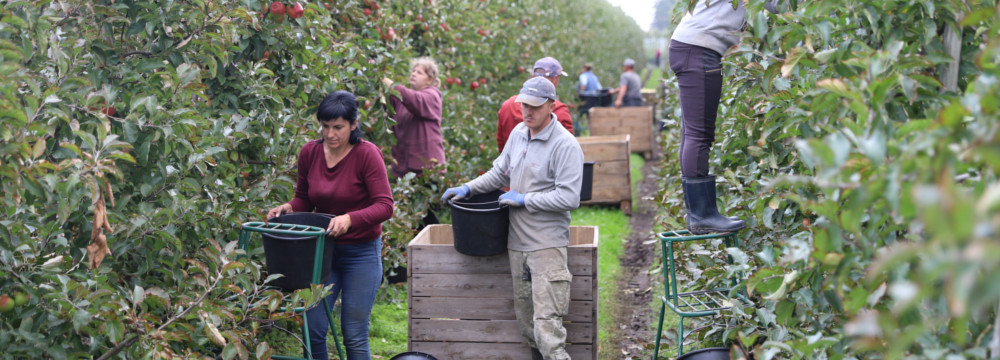 Zbiory jabłek - pracownicy sezonowi