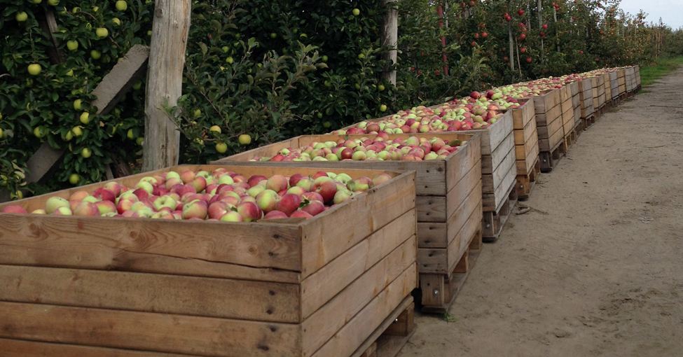 Zbiory jabłek - WAPA - 2021
