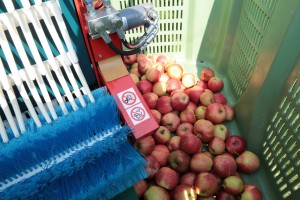 Pokaz pracy platform i kombajnów do zbioru jabłek w sadzie