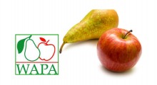 WAPA: zapasy jabłek i gruszek - grudzień 2014