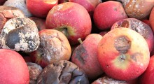 Choroby fizjologiczne jabłek