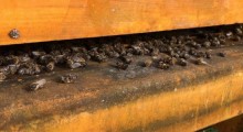 Dramat mazowieckich pszczelarzy – zginęło 1,5 miliona pszczół