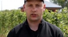 Komunikat jagodowy - 11.05.2020 - Tomasz Domański, Agrosimex