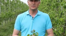 Komunikat gruszowy – 12.05.2020 - Robert Binkiewicz, Agrosimex