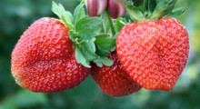 Podrabiają polskie truskawki - plantatorzy ostrzegają przed oszustami