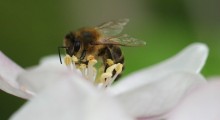 Chroń pszczoły !
