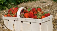 Dramat plantatorów – truskawki zgniją na plantacjach !? 