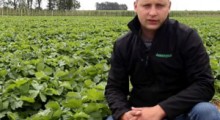 Komunikat jagodowy - 19.05.2020 - Tomasz Domański, Agrosimex