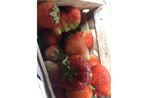  Truskawki - Grupa producentów owoców Red Plant Sp. z o.o.