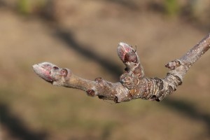 Jabłoń - odmiana Ligol - 09/03/2015 - wielkopolska