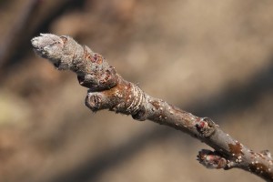 Jabłoń - odmiana Ligol - 09/03/2015 - wielkopolska