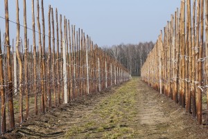 Jabłoń - odmiana Camspur - 09/03/2015 - wielkopolska