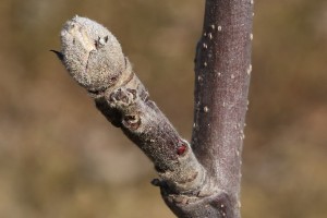 Jabłoń - odmiana Camspur - 09/03/2015 - wielkopolska