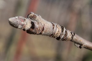 Jabłoń - odmiana Jonagoldy - 09/03/2015 - wielkopolska