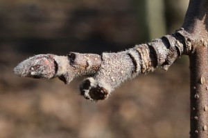 Jabłoń - odmiana Jonagoldy - 09/03/2015 - wielkopolska