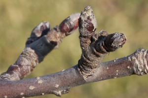 Jabłoń - odmiana Red Delicious - 09/03/2015 - wielkopolska