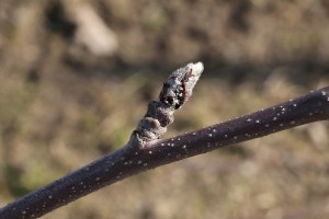 Jabłoń - odmiana Red Delicious - 09/03/2015 - wielkopolska