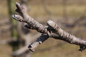 Jabłoń - odmiana Red Delicious - 09/03/2015 - wielkopolska