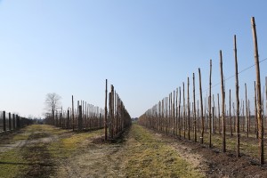 Grusze - odmiana Konferencja - 09/03/2015 - wielkopolska