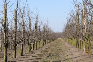 Śliwy - 09/03/2015 - wielkopolska