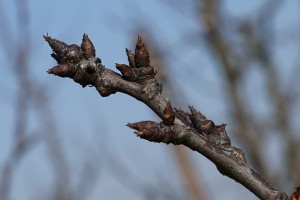 Śliwy - 09/03/2015 - wielkopolska