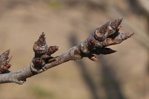 Śliwy - 09/03/2015 - wielkopolska