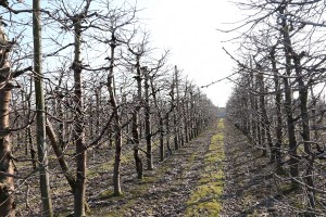 Czereśnie - odmiana Staccato - 09/03/2015 - wielkopolska