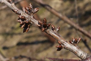 Czereśnie - odmiana Staccato - 09/03/2015 - wielkopolska