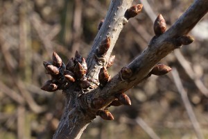 Czereśnie - odmiana Staccato - 09/03/2015 - wielkopolska