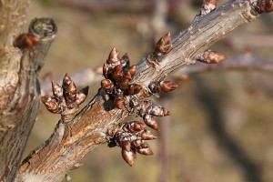 Czereśnie - odmiana Stacatto - 09/03/2015 - wielkopolska