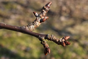 Czereśnie - odmiana Burlat - 09/03/2015 - wielkopolska