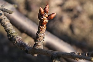 Czereśnie - odmiana Staccato - 09/03/2015 - wielkopolska