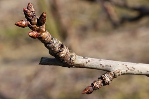 Czereśnie - odmiana Burlat - 09/03/2015 - wielkopolska