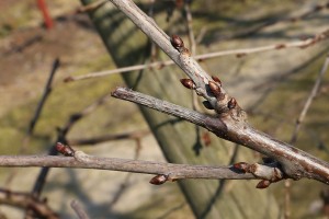 Czereśnie - odmiana Kordia - 09/03/2015 - wielkopolska