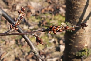 Czereśnie - odmiana Kordia - 09/03/2015 - wielkopolska