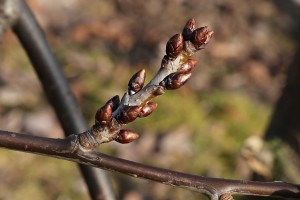 Czereśnie - odmiana Kordia - 09/03/2015 - wielkopolska