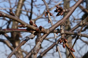 Czereśnie - odmiana Kordia - 09/03/2015 - wielkopolska