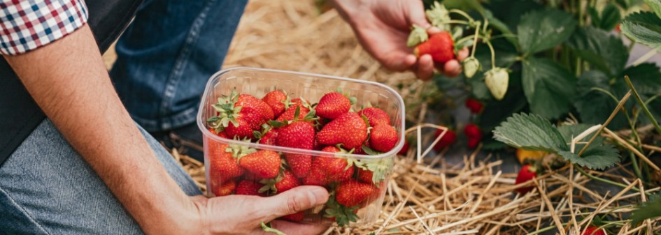 "Samozbiory" – zbierz sam truskawki i pomóż plantatorowi 