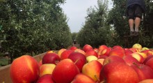 Zbiory jabłek na Ukrainie będą niskie 